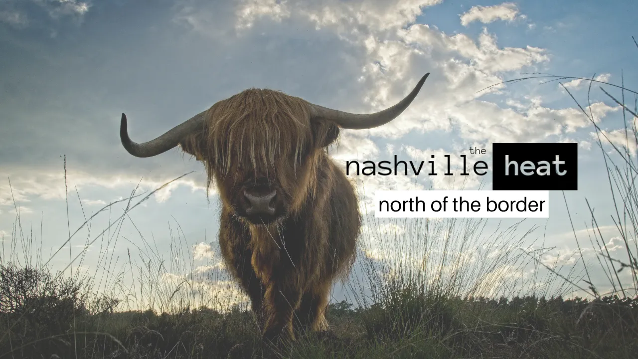 Highland cow with long horns standing in grass under cloudy sky with text 'the nashville heat north of the border'.